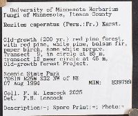 Cortinarius caperatus image