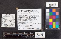 Cortinarius caperatus image