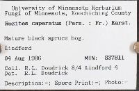 Cortinarius caperatus image