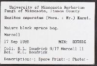 Cortinarius caperatus image