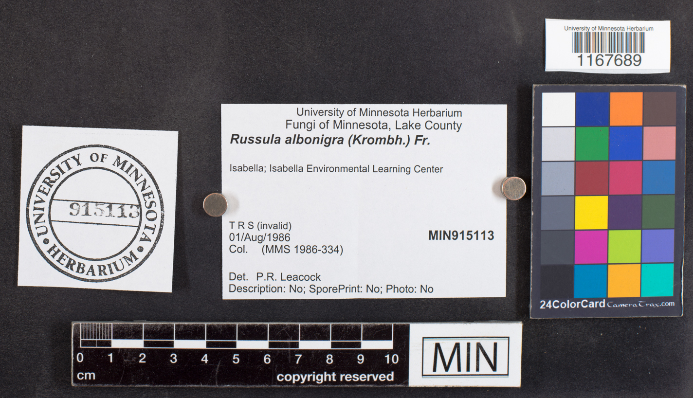 Russula albonigra image