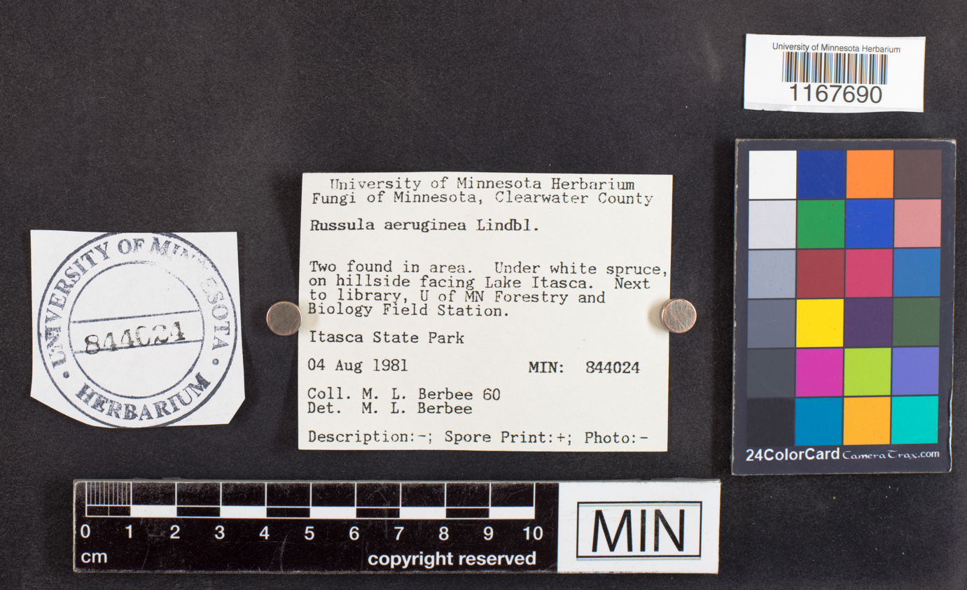 Russula aeruginea image