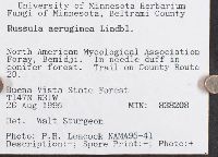 Russula aeruginea image