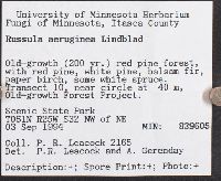Russula aeruginea image
