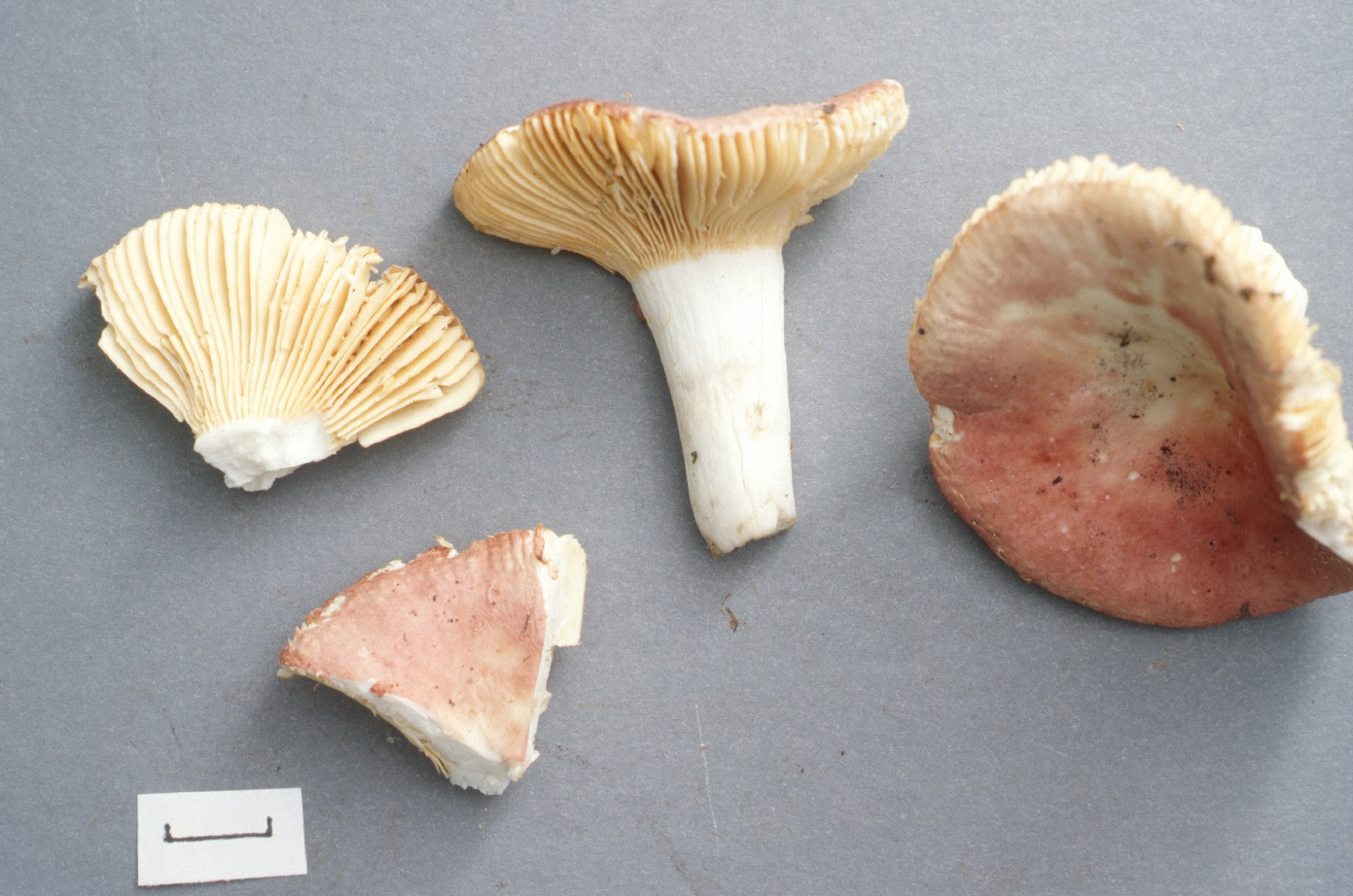 Russula amygdaloides image