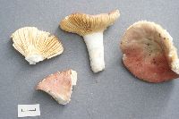 Image of Russula amygdaloides