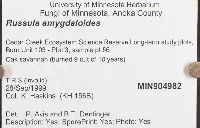 Russula amygdaloides image