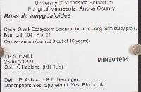 Russula amygdaloides image