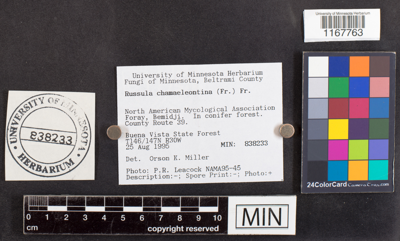 Russula risigallina image