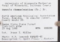 Russula risigallina image