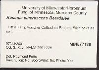 Russula cinerascens image
