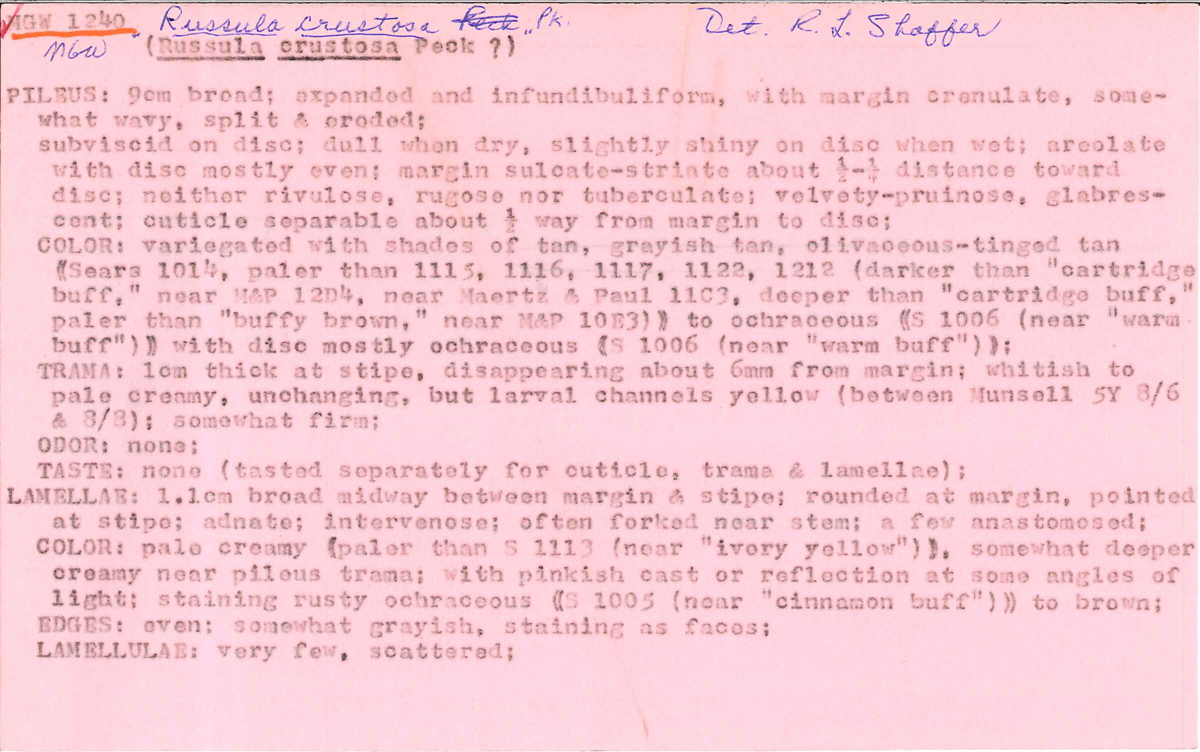 Russula crustosa image