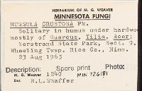 Russula crustosa image