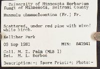 Russula risigallina image