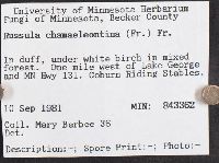 Russula risigallina image