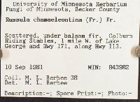 Russula risigallina image