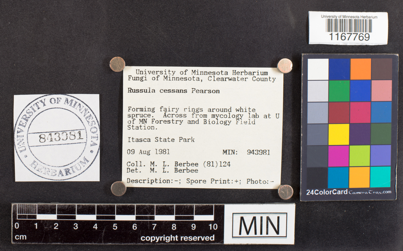 Russula cessans image