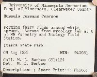 Russula cessans image