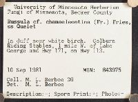 Russula risigallina image