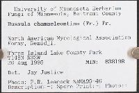 Russula risigallina image