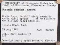 Russula cessans image