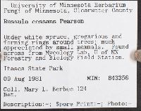 Russula cessans image