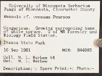 Russula cessans image