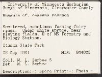 Russula cessans image