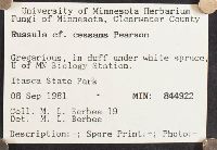 Russula cessans image