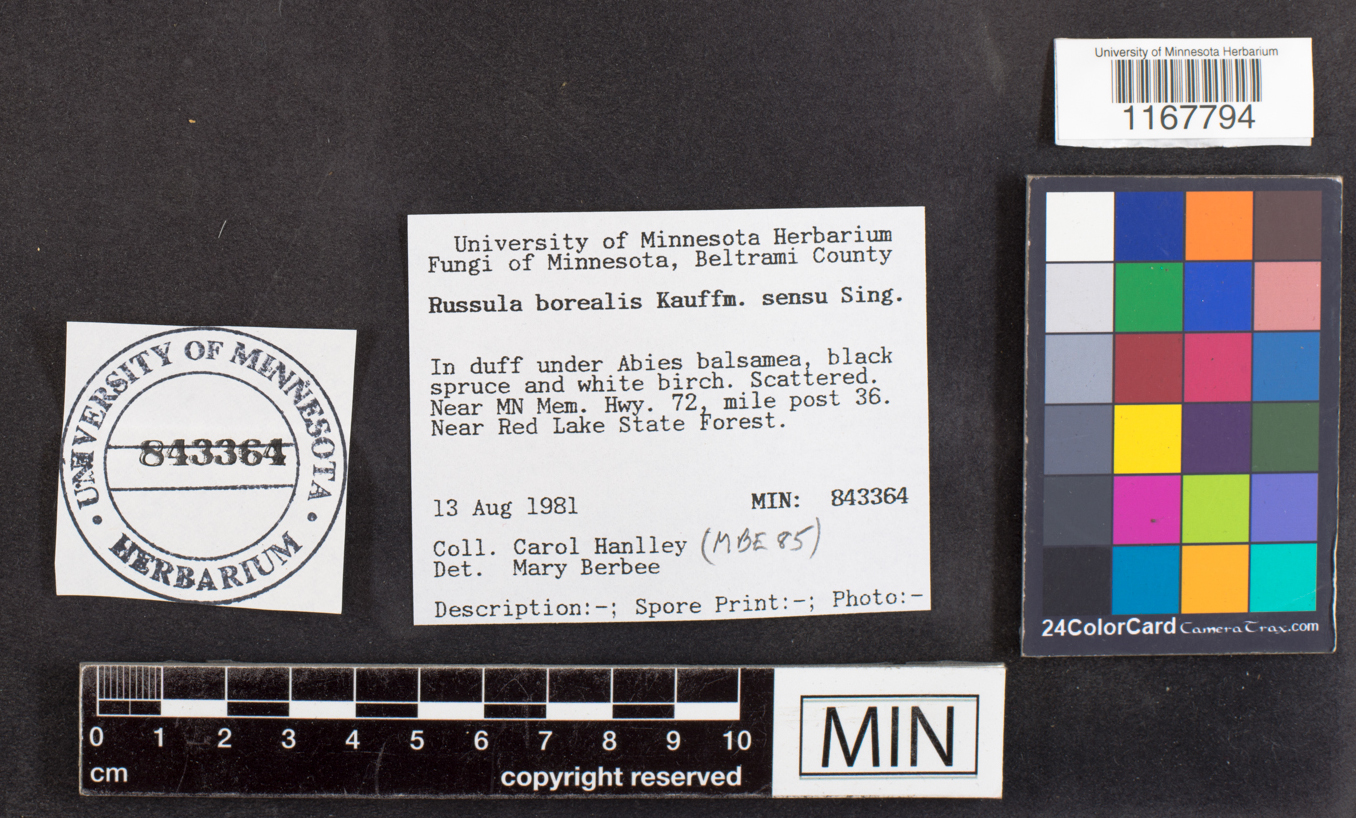 Russula borealis image