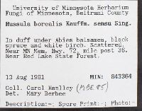 Russula borealis image