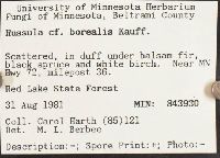 Russula borealis image