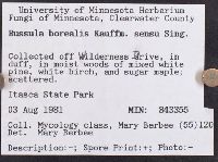 Russula borealis image