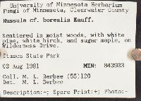 Russula borealis image
