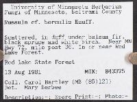 Russula borealis image