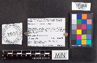 Russula borealis image