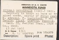 Russula densifolia image