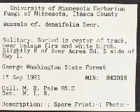 Russula densifolia image