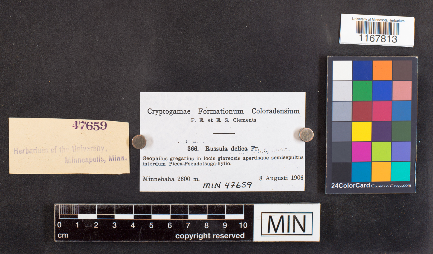 Russula delica image