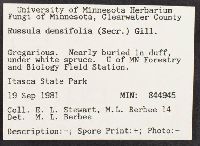 Russula densifolia image