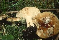 Russula densifolia image