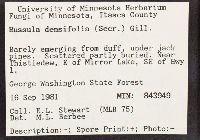 Russula densifolia image