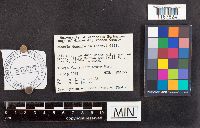 Russula densifolia image