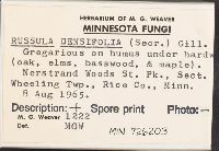 Russula densifolia image