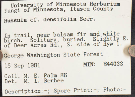 Russula densifolia image