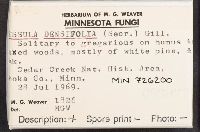 Russula densifolia image