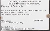 Russula foetentula image