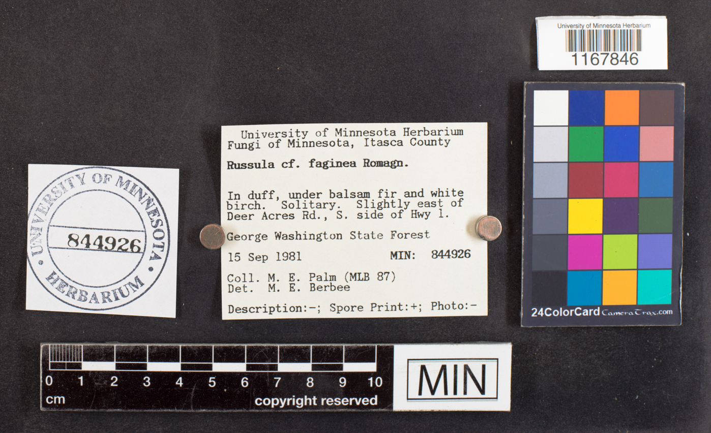 Russula faginea image