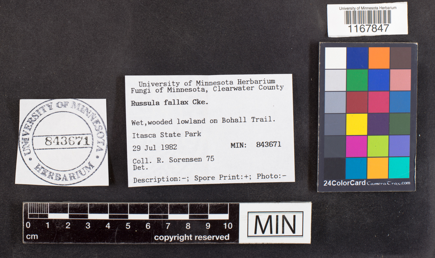 Russula fallax image