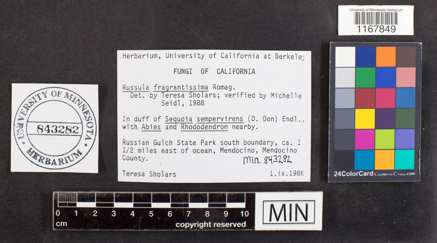 Russula fragrantissima image